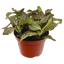 Fittonia 'Pink' plant with deep green leaves and vibrant pink veins