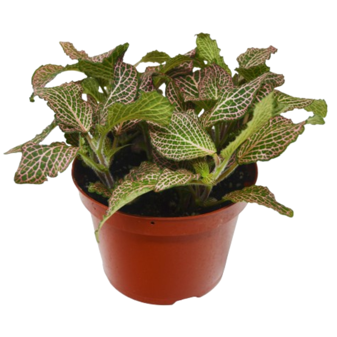 Fittonia 'Pink' plant with deep green leaves and vibrant pink veins