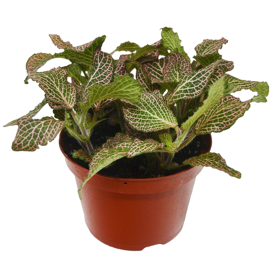 Fittonia 'Pink' plant with deep green leaves and vibrant pink veins