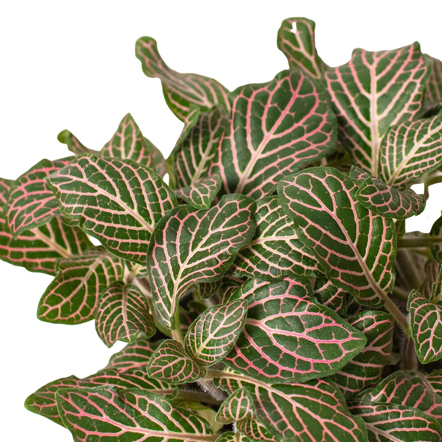 Fittonia 'Pink' in a small decorative pot, showing its spreading habit