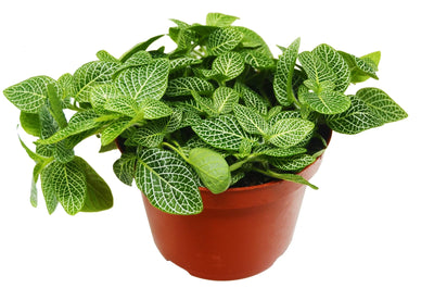 Close-up of intricate white venation on Fittonia 'White Nerve Plant' leaf