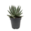 Gasteria 'Little Warty' succulent with textured, warty gray-green leaves in a small pot
