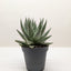 Top-down view of a compact Gasteria 'Little Warty' rosette, highlighting its growth pattern
