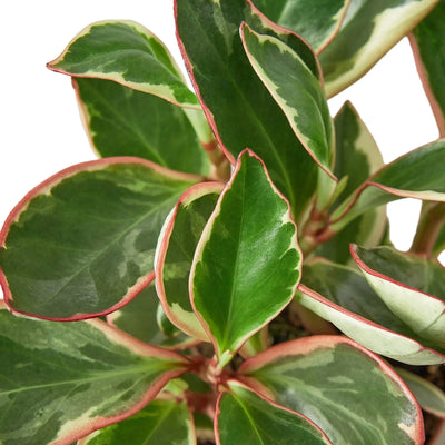 Close-up of a Peperomia 'Ginny' leaf showing its creamy white center and distinct red edge
