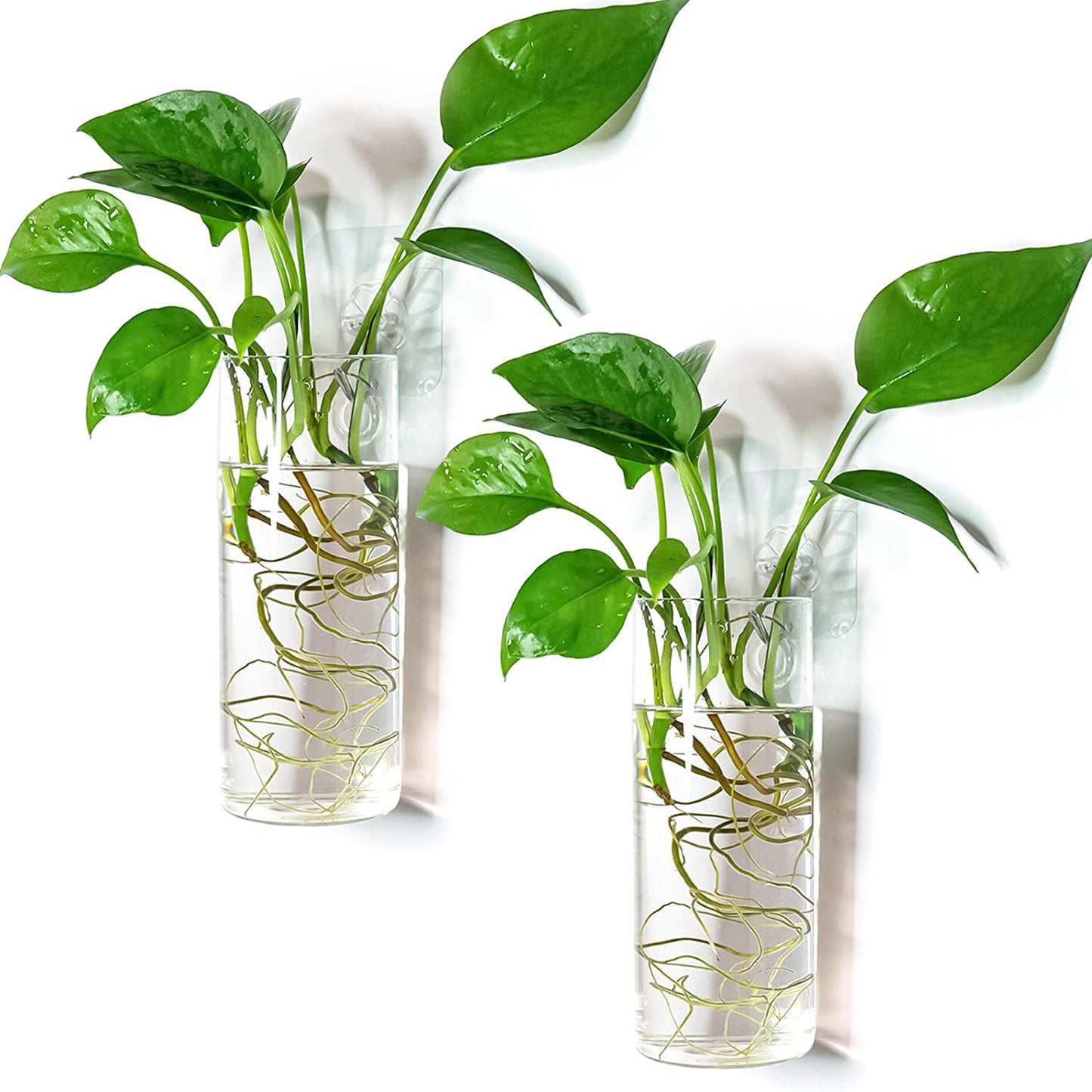 A 2-pack of clear glass cylinder terrariums, suitable for wall hanging and plant propagation.