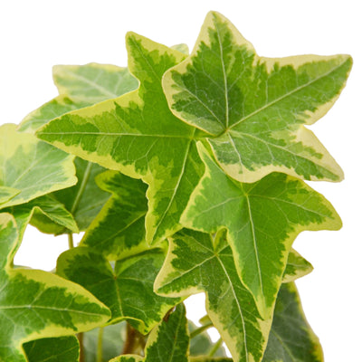 Close-up of the variegated leaves of English Ivy 'Gold Child' showing green and yellow patterns