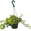 Potted English Ivy 'Gold Child' on a shelf, showcasing its vining growth