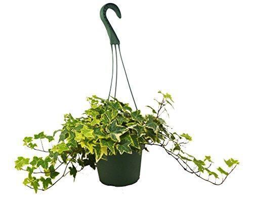 Potted English Ivy 'Gold Child' on a shelf, showcasing its vining growth