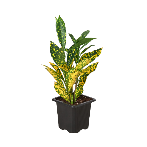 Close-up of a Croton 'Gold Dust' leaf showing detailed yellow spotting on a dark green background
