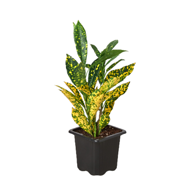 Close-up of a Croton 'Gold Dust' leaf showing detailed yellow spotting on a dark green background
