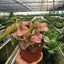 Syngonium 'Strawberry' plant illustrating its "Goosefoot Plant" leaf shape