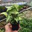 Syngonium 'White Butterfly' trailing gracefully from a hanging basket