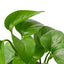 Pothos 'Green Queen' trailing elegantly from a hanging basket