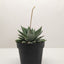 Haworthia 'Miami' succulent with thick, dark green leaves and distinct white ridges