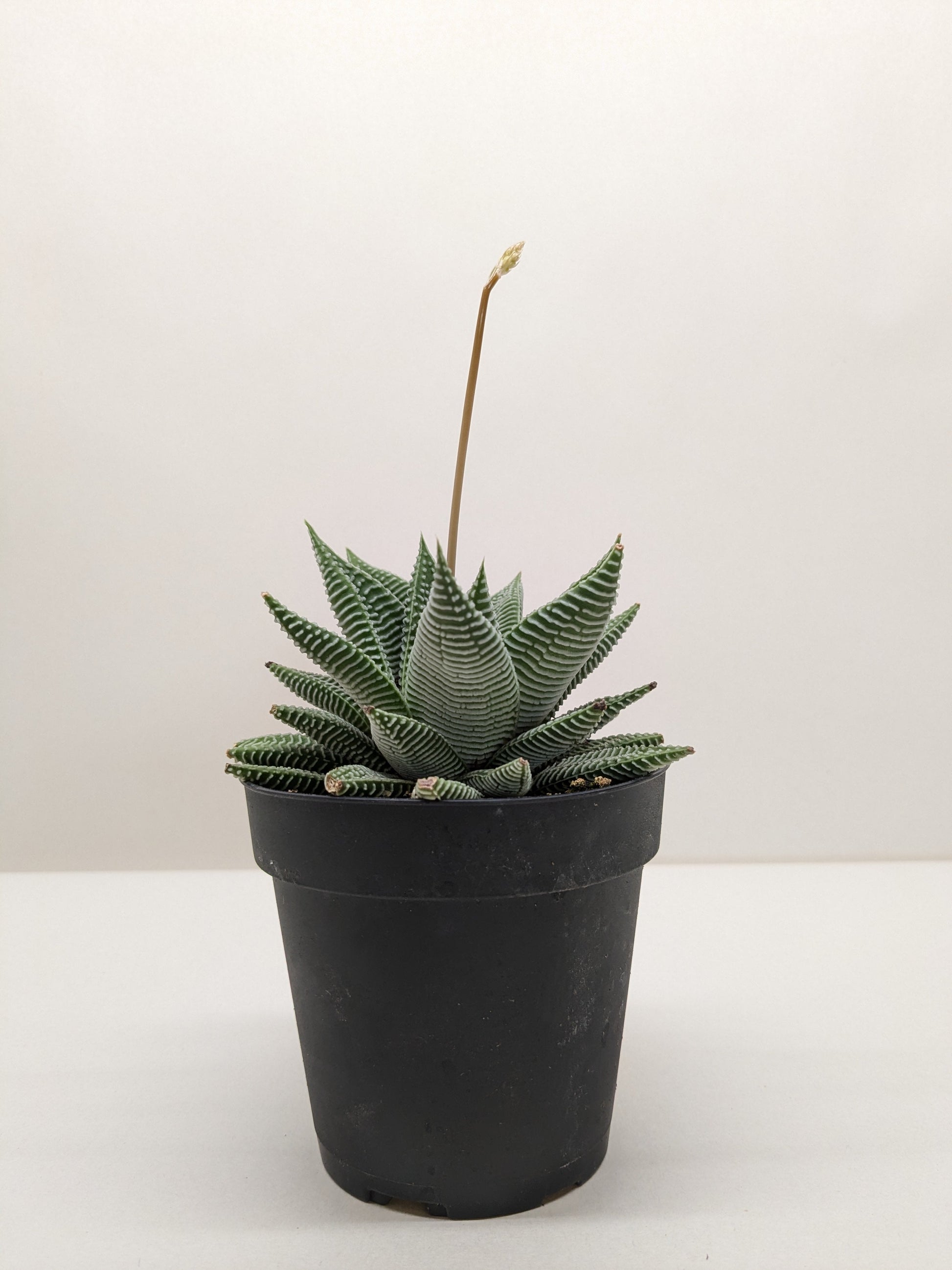 Haworthia 'Miami' succulent with thick, dark green leaves and distinct white ridges