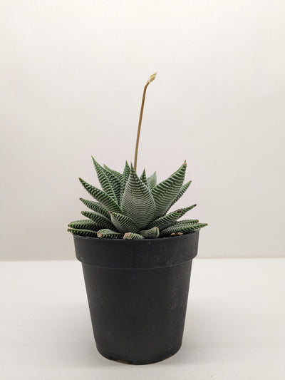 Haworthia 'Miami' succulent with thick, dark green leaves and distinct white ridges