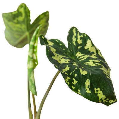 Close-up of an 'Alocasia Hilo Beauty' leaf showing its intricate pale white, lime green, and speckled blotches