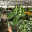 Detail of the large, heart-shaped leaves of the Alocasia 'Hilo Beauty'