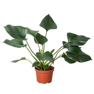  Homalomena 'Emerald Gem' plant with its dark green, waxy, spade-shaped leaves