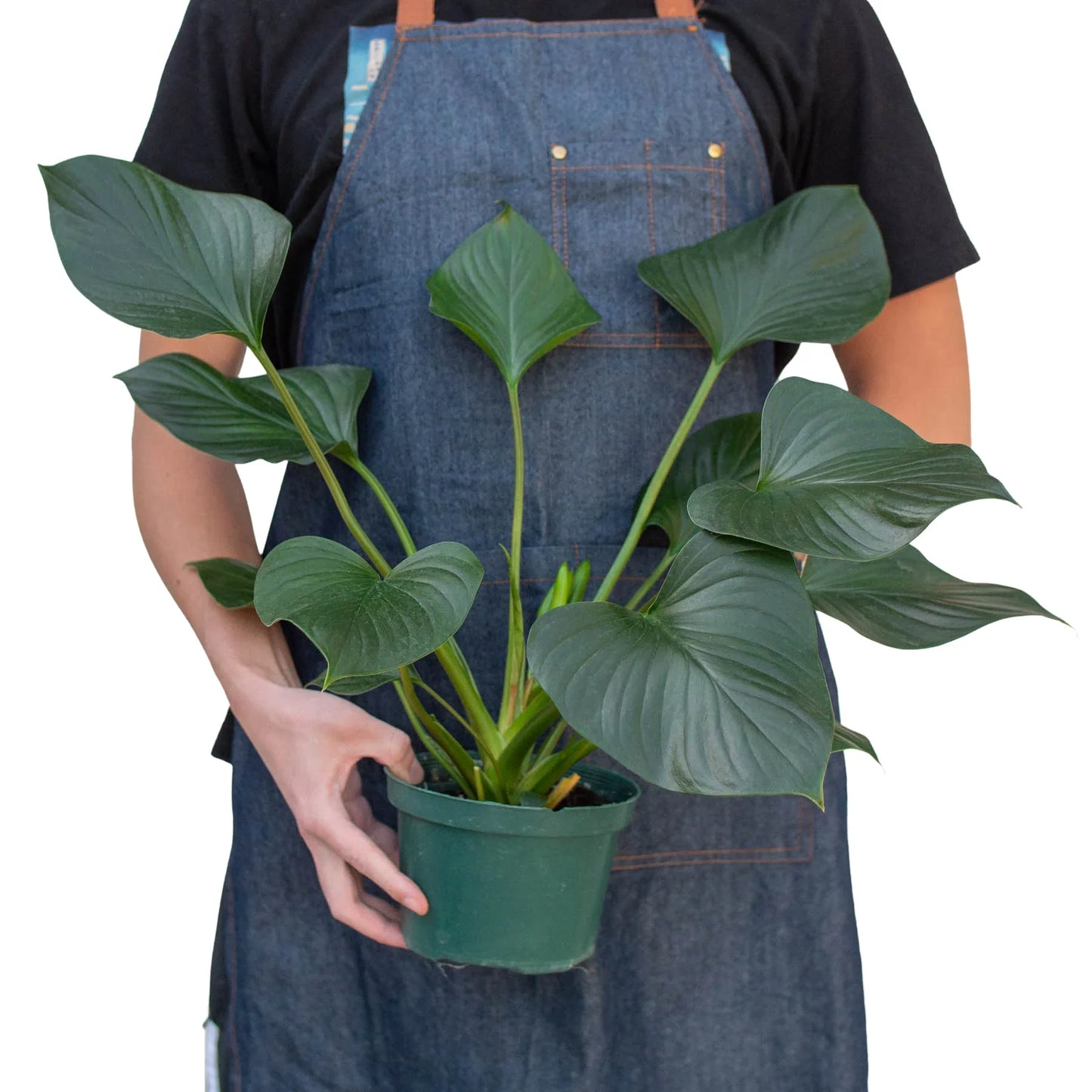 Homalomena 'Emerald Gem' in a decorative pot, showcasing its upright growth and compact size