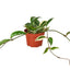 Hoya Carnosa 'Tricolor' Wax Plant with green, cream, and pink variegated leaves in a hanging pot