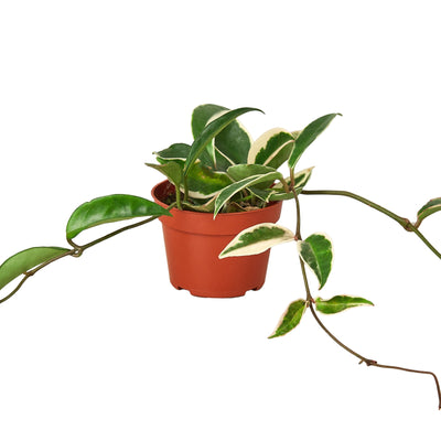 Hoya Carnosa 'Tricolor' Wax Plant with green, cream, and pink variegated leaves in a hanging pot
