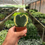 Hoya 'Sweetheart' plant presented as a thoughtful novelty gift, symbolizing love
