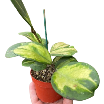 Hoya Obovata Reverse plant, showing its thick, rounded leaves with subtle variegation, ideal for beginners