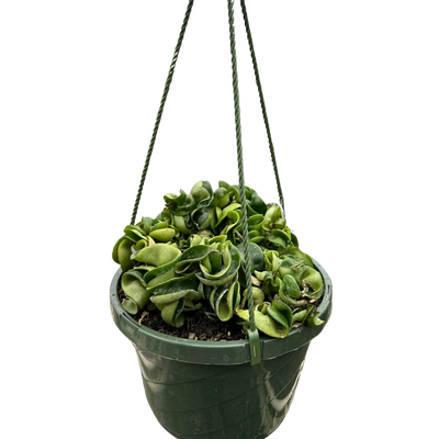 Hoya Rope Plant with its characteristic thick, twisted, curly leaves cascading from a pot