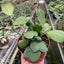 Hoya Sweetheart (Lucky-heart) in a pot, emphasizing its slow growing nature as a single leaf