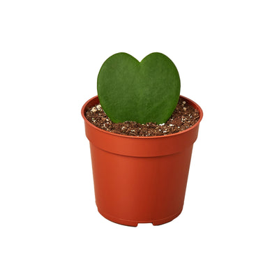 Hoya Sweetheart Variegated plant with its iconic heart-shaped leaf featuring a yellow splash