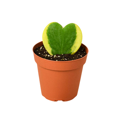 Single variegated Hoya 'Sweetheart' heart-shaped leaf in a small terra cotta pot
