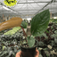 Anthurium 'Radicans x Luxurians'