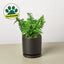 Jester's Crown Fern - Unique Sword Fern