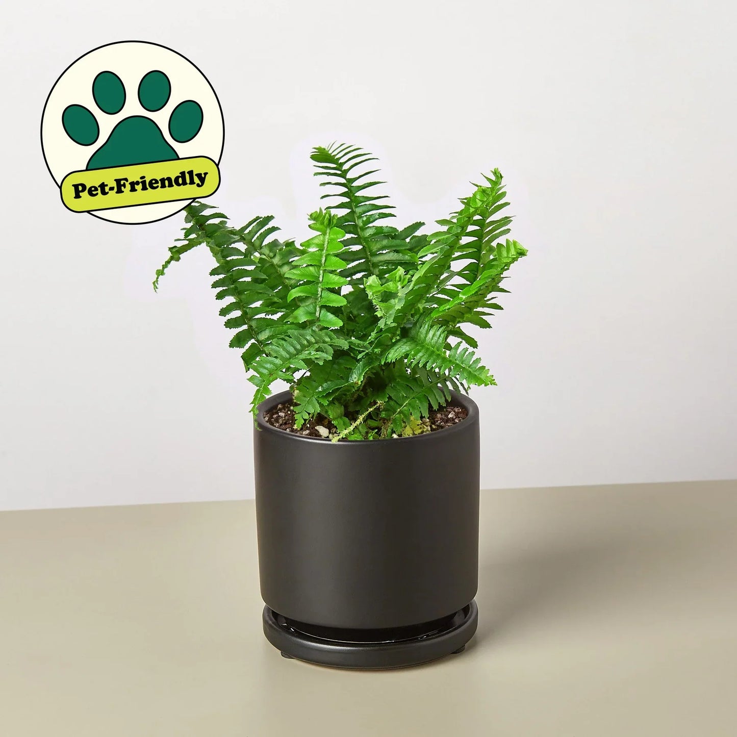 Jester's Crown Fern - Unique Sword Fern