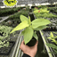 Philodendron 'Gold Violin'