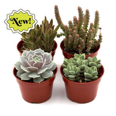 Assorted Succulent Variety | Easy-Care Gift Plants