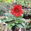 Gerbera Sweet Love Red