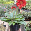 Gerbera Sweet Love Red