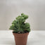 Succulent Cereus Coral Green