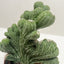 Succulent Cereus Coral Green
