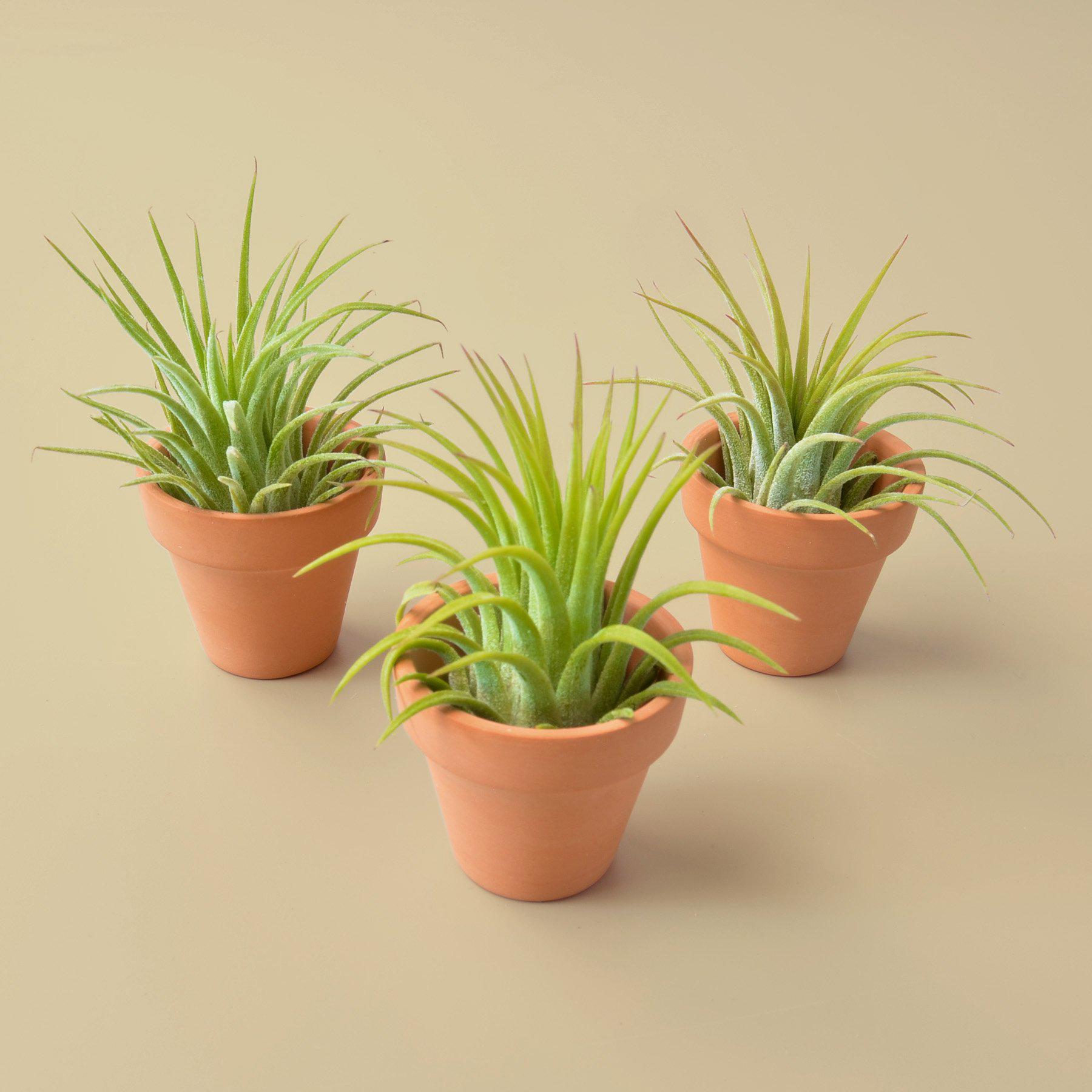 Close-up of a single Ionantha Guatemala air plant showing its spiky green leaves and red blushing tips
