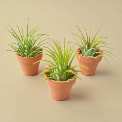 Close-up of a single Ionantha Guatemala air plant showing its spiky green leaves and red blushing tips
