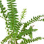 Close-up of Jester's Crown Fern fronds showing their distinctive upward curl and lush green color

