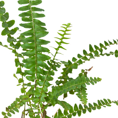 Close-up of Jester's Crown Fern fronds showing their distinctive upward curl and lush green color
