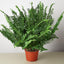 Jester's Crown Fern in a modern pot, perfect for adding texture and green to any space
