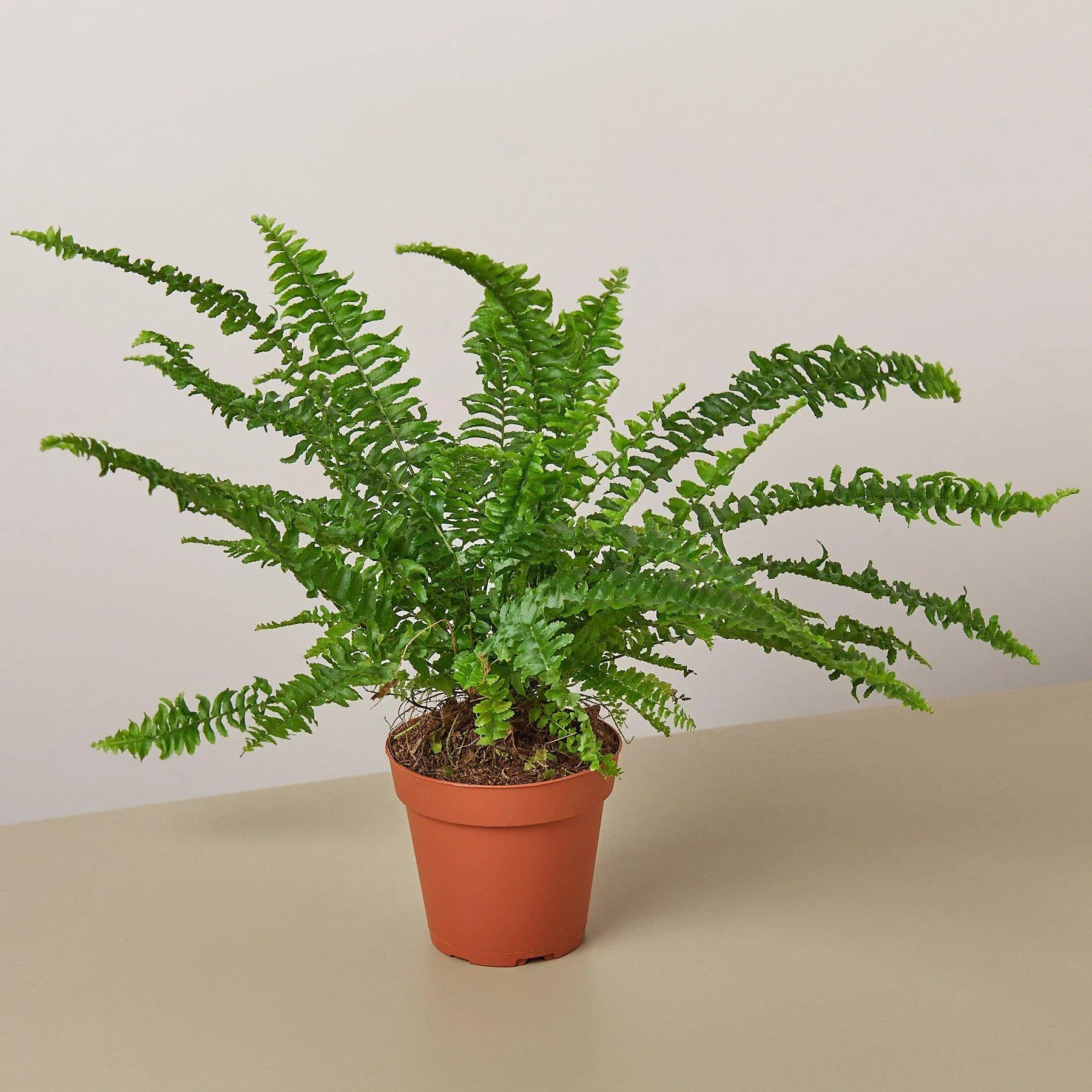 Full view of a healthy, bushy Jester's Crown Fern, highlighting its dense foliage
