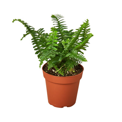 Jester's Crown Fern houseplant with unique curly, sword-shaped green fronds in a decorative pot
