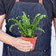 Newly unfurling fronds of a Jester's Crown Fern, showing its fresh, vibrant green
