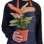 Full view of a healthy, bushy Chinese Evergreen 'Lady Valentine' plant in a decorative pot
